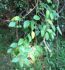 Pseudophyllanthus ovalis