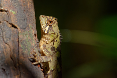 Acanthosaura coronata