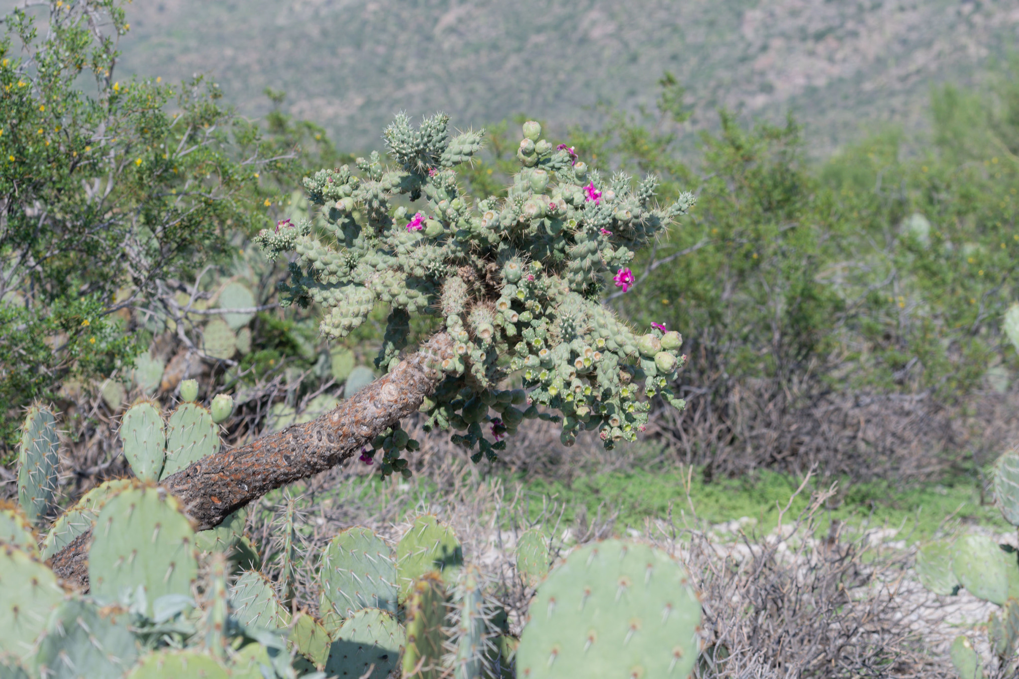 Cylindropuntia fulgida