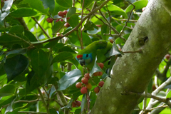 Cyclopsitta diophthalma