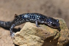 Plethodon kiamichi