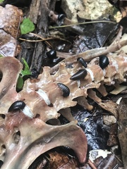 Necrophila americana