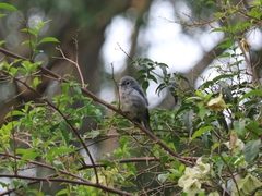 Melaenornis fischeri