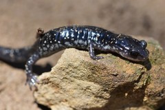 Plethodon kiamichi