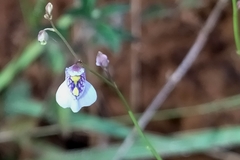 Utricularia hispida