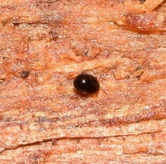Galumnidae