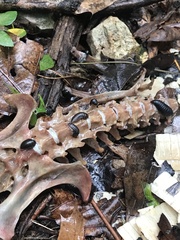 Necrophila americana
