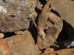 Karusasaurus polyzonus