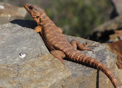 Karusasaurus polyzonus