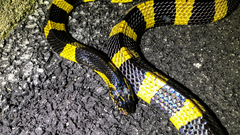 Bungarus fasciatus