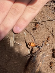 Camponotus semitestaceus