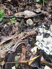 Necrophila americana