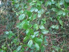 Cassinopsis ilicifolia