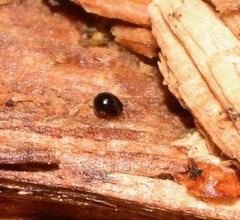 Galumnidae