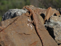 Karusasaurus polyzonus