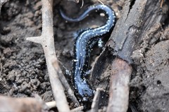 Plethodon kiamichi