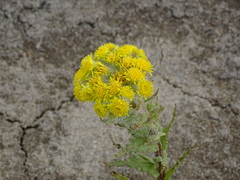 Tephroseris palustris
