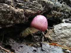 Cortinarius lebre