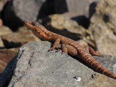 Karusasaurus polyzonus