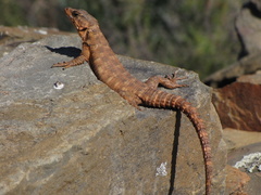 Karusasaurus polyzonus