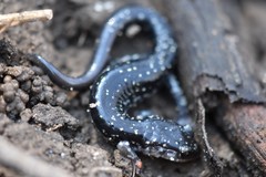 Plethodon kiamichi