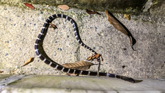 Bungarus multicinctus