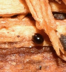 Galumnidae