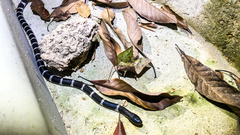 Bungarus multicinctus
