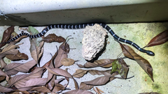Bungarus multicinctus