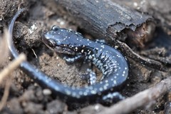 Plethodon kiamichi