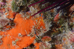 Notoclinops segmentatus