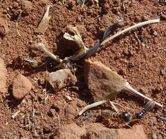 Hodotermes mossambicus