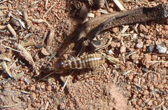 Hodotermes mossambicus