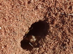 Hodotermes mossambicus