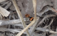 Dasymutilla munifica