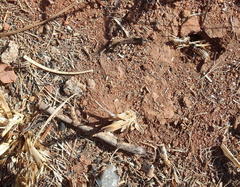 Hodotermes mossambicus