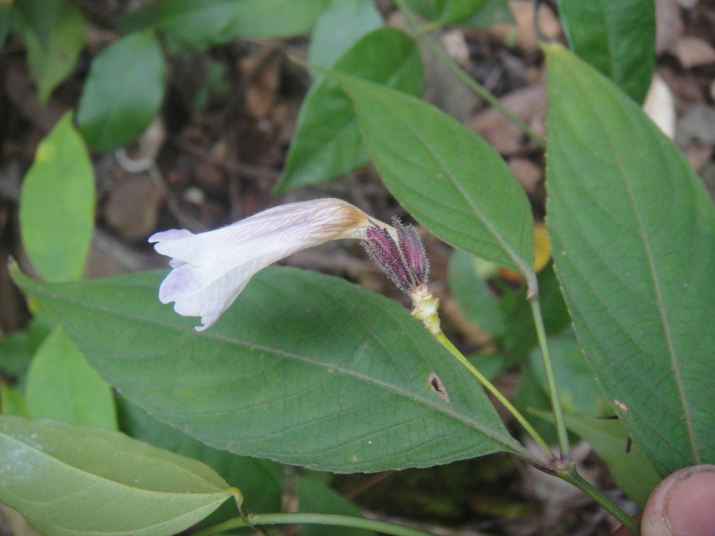 Strobilanthes dimorphotricha