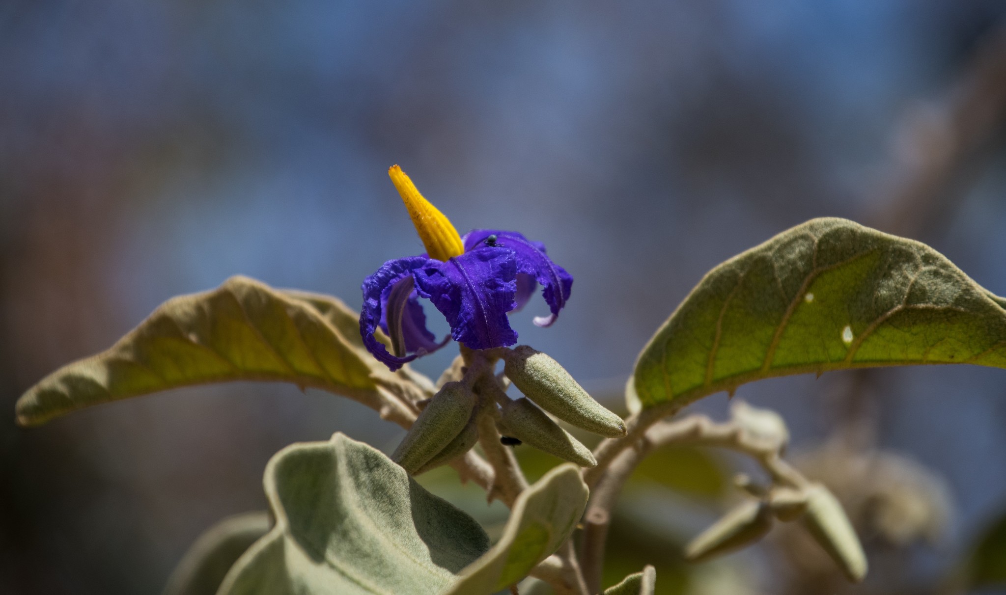 Solanum lycocarpum