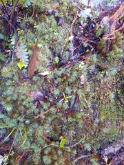 Polytrichadelphus magellanicus