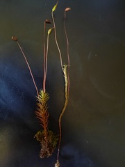 Polytrichadelphus magellanicus