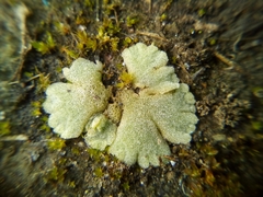 Riccia crystallina