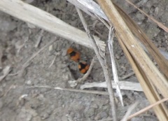 Dasymutilla munifica