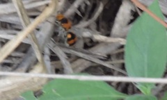 Dasymutilla munifica