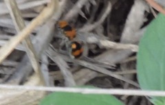 Dasymutilla munifica