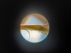 Polytrichadelphus magellanicus