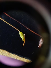 Polytrichadelphus magellanicus