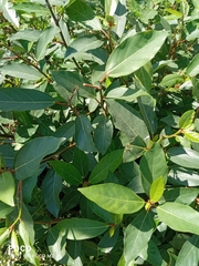 Laurus