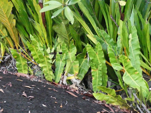 Philodendron billietiae (Philodendron billietiae)