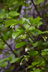 Styrax platanifolius
