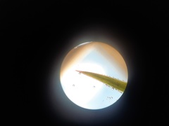 Polytrichadelphus magellanicus